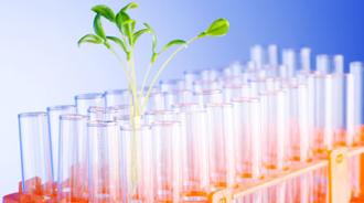 Are Genetically Modified Foods Safe? Know the Real Truth